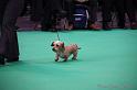 Crufts2011_2 501